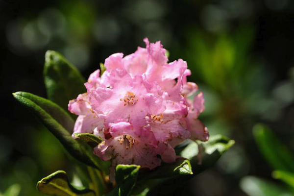 杜鹃花喜欢阳光吗